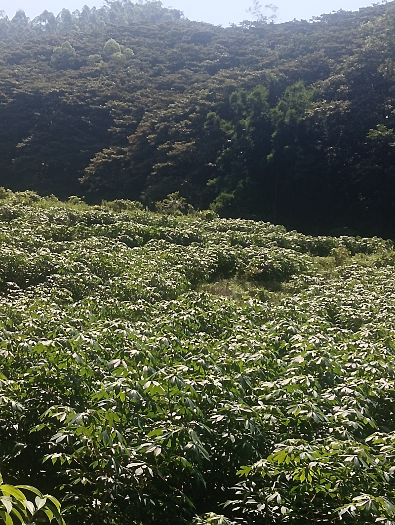 黄心木薯