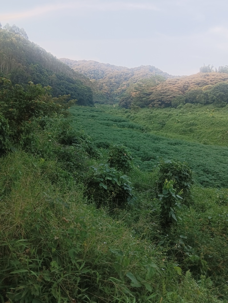 黄心木薯