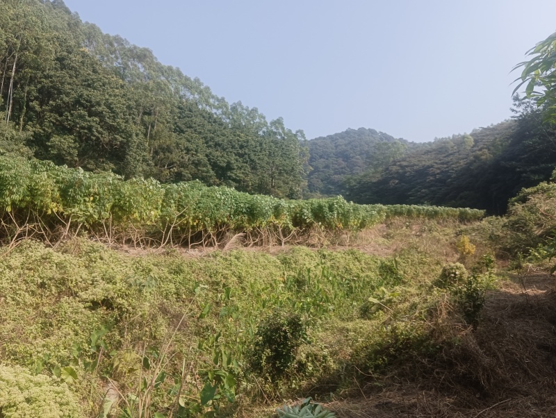 黄心木薯