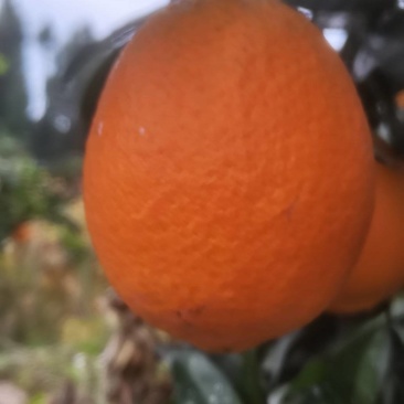 奉节脐橙长虹