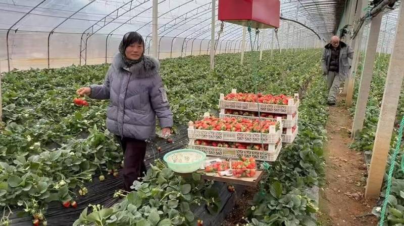 《畅销》山东香野草莓基地直发对接全国一条龙服务量大从优