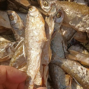 精品油炸刁子鱼干地摊电商批发游刁白条翘嘴鱼干干鱼
