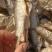 精品油炸刁子鱼干地摊电商批发游刁白条翘嘴鱼干干鱼