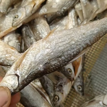 油炸鱼展会地摊油炸白肖鱼翘嘴鱼白条鱼油炸鱼干干鱼