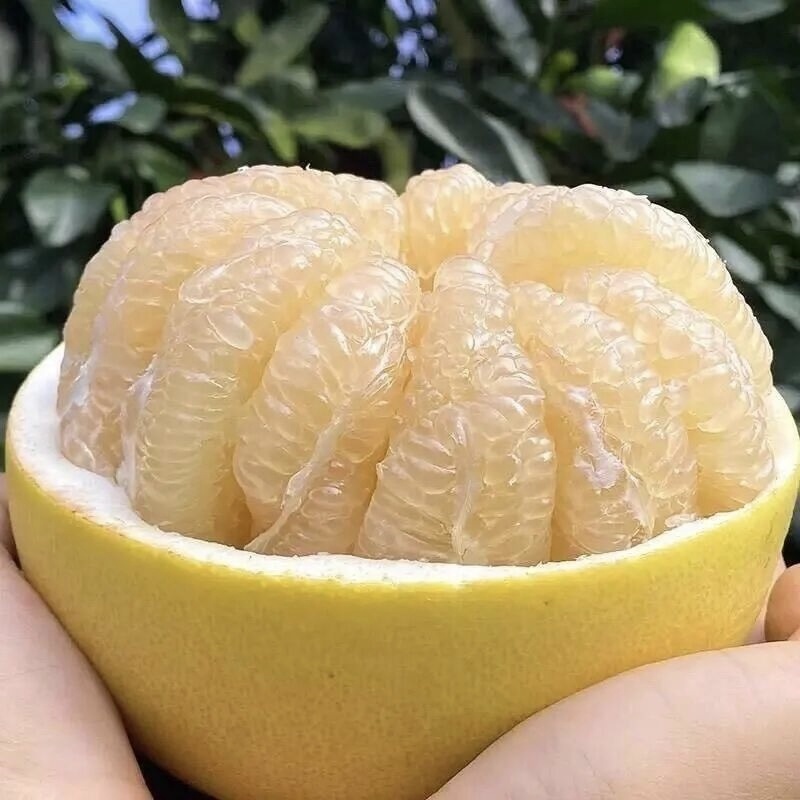 【正宗梅州沙田柚】香甜可口，柚中精品