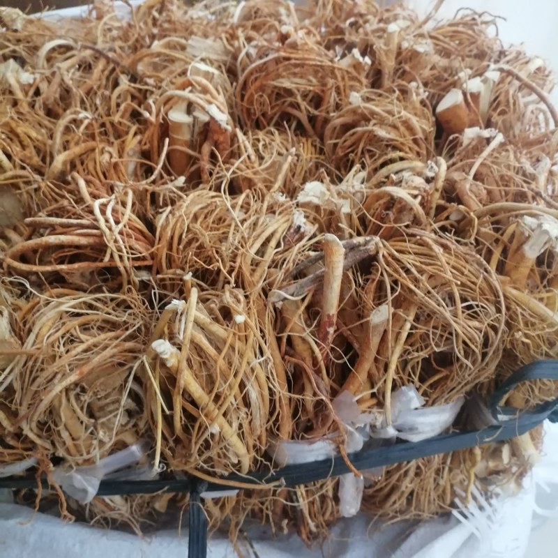 广东五指毛桃品质保证全干无硫香味十足