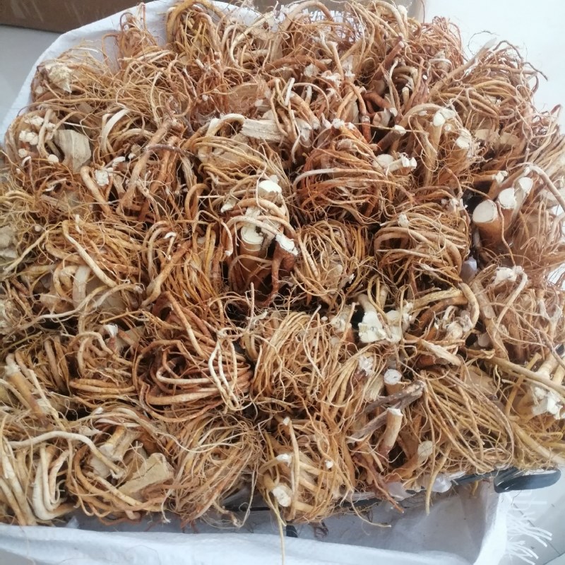 广东五指毛桃品质保证全干无硫香味十足