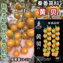 黄贝超甜樱桃番茄种子黄色圣女果种子无限生长型水果番茄种子