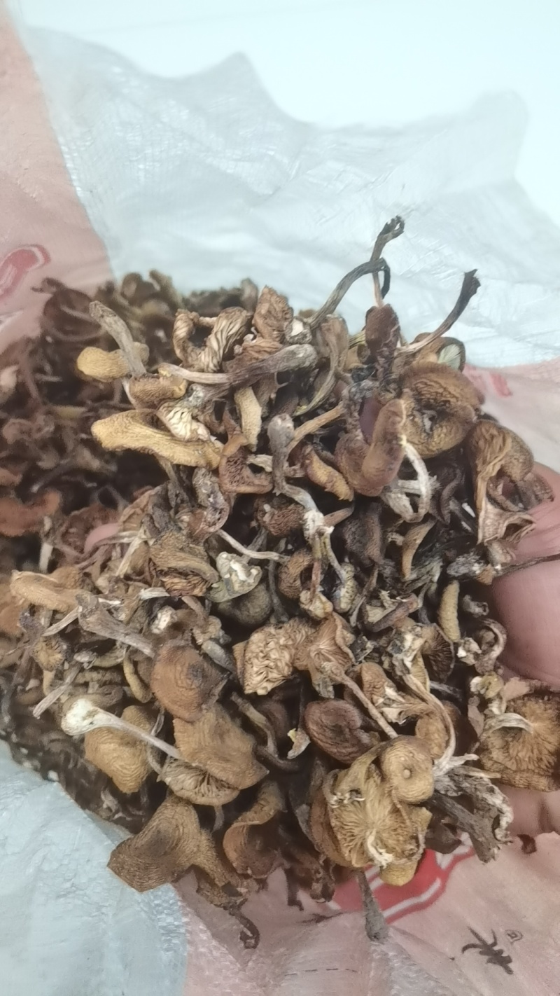 野生榛蘑.自然干烘干各种规格品种齐全