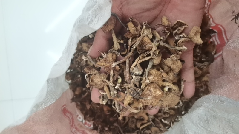 野生榛蘑.自然干烘干各种规格品种齐全