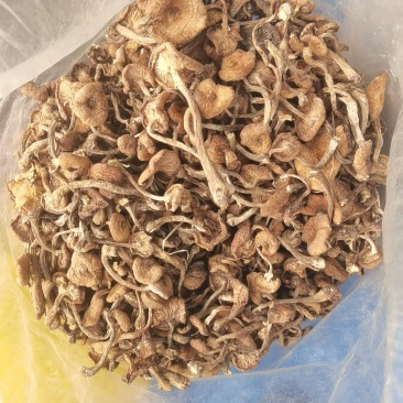 野生榛蘑.自然干烘干各种规格品种齐全