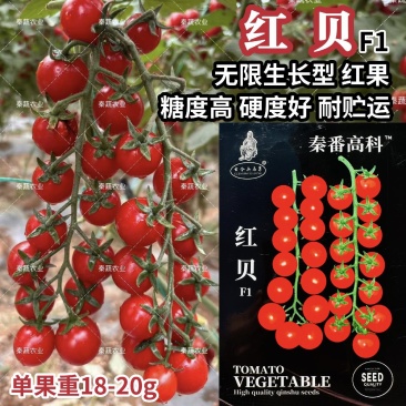 红贝瀑布樱桃番茄种子串收小圣女果种子无限生长型水果小番茄