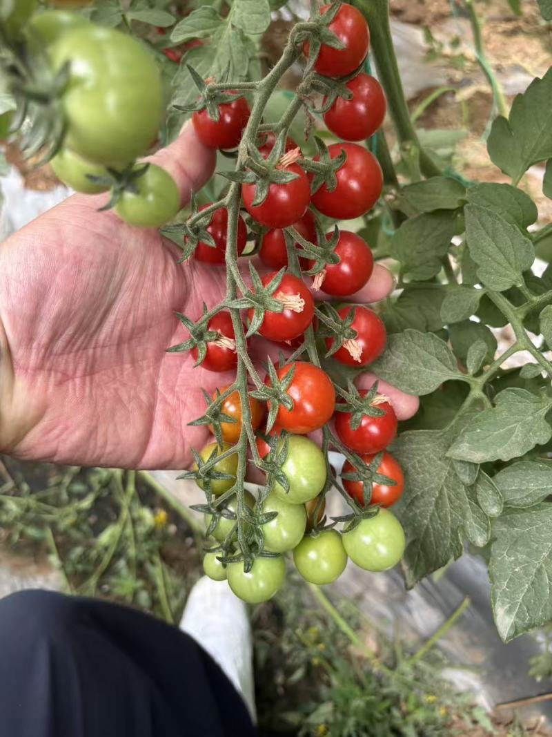红贝瀑布樱桃番茄种子串收小圣女果种子无限生长型水果小番茄