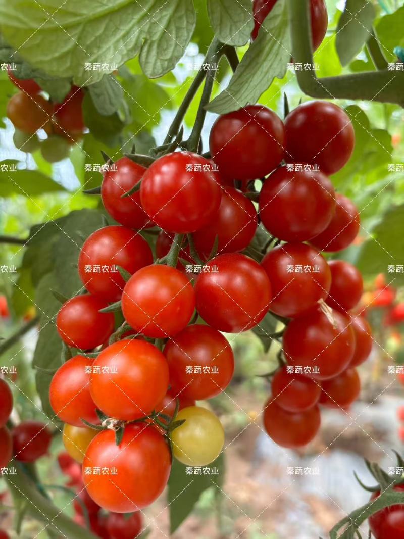红贝瀑布樱桃番茄种子串收小圣女果种子无限生长型水果小番茄