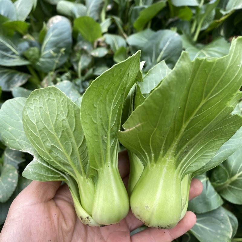 优杂小墨仔青梗绿叶青菜种子叶面叶梗肥厚耐低温矮脚青梗菜种