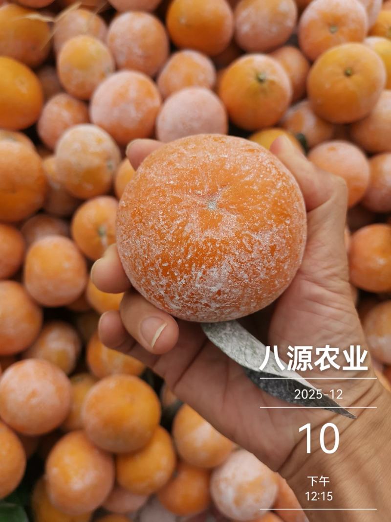 沃柑广西南宁上林一手货源大量批发供应全国整车代发