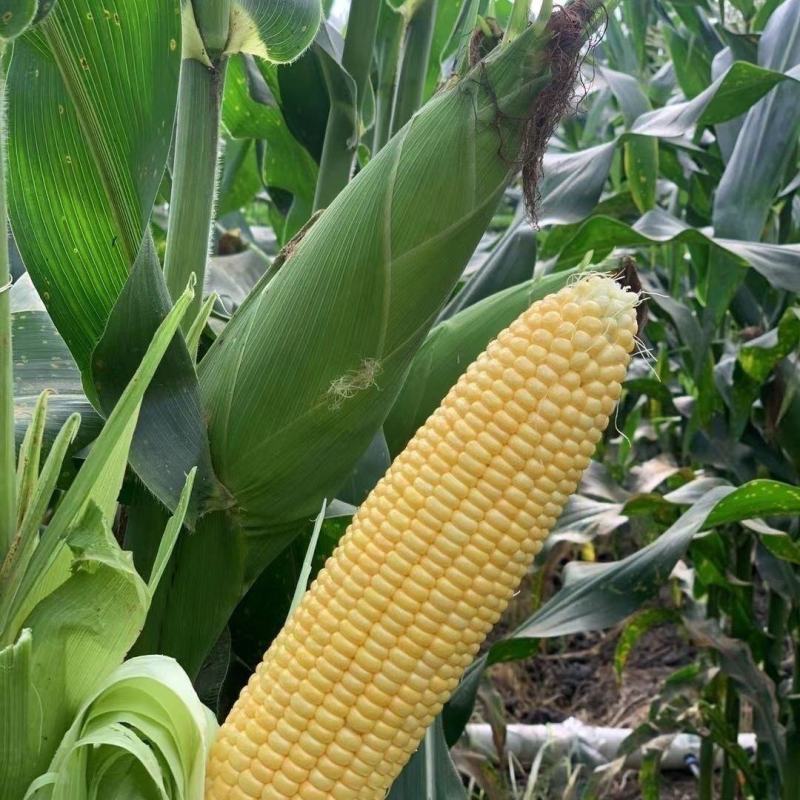 嘉华富甜702水果玉米种子口感好甜脆鲜食黄粒玉米种籽抗病