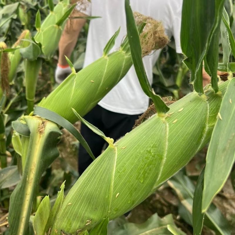 嘉华富甜702水果玉米种子口感好甜脆鲜食黄粒玉米种籽抗病