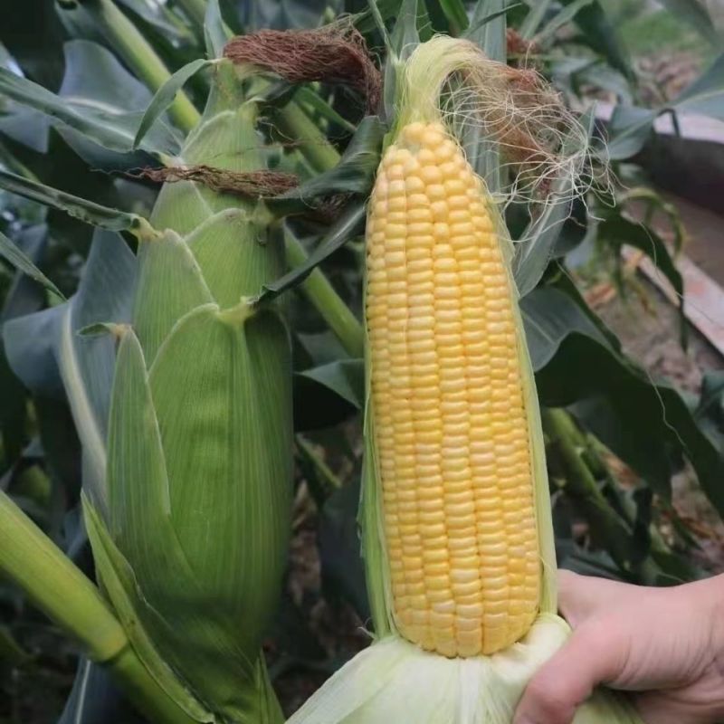 嘉华富甜702水果玉米种子口感好甜脆鲜食黄粒玉米种籽抗病