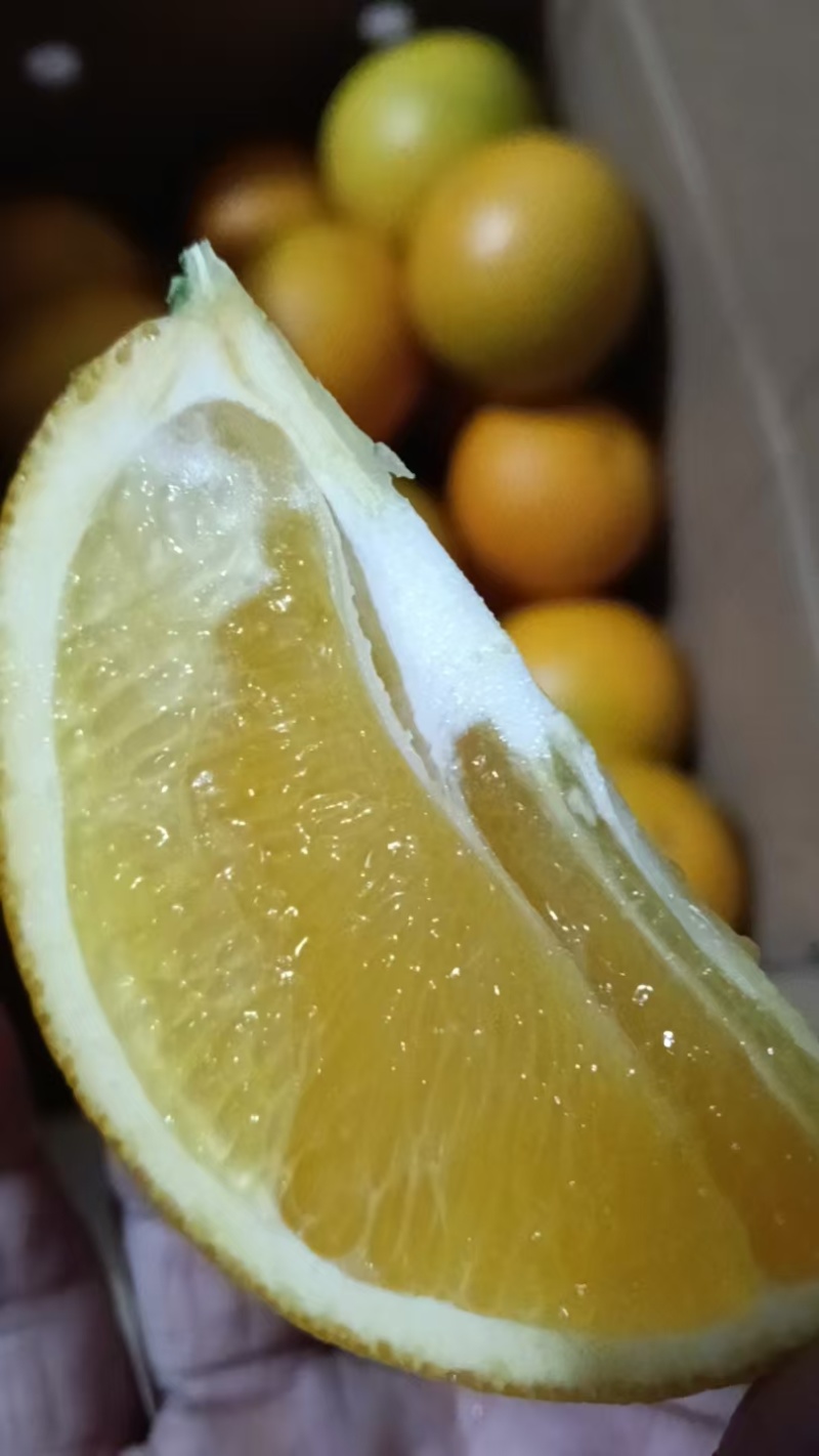 正宗麻阳冰糖橙