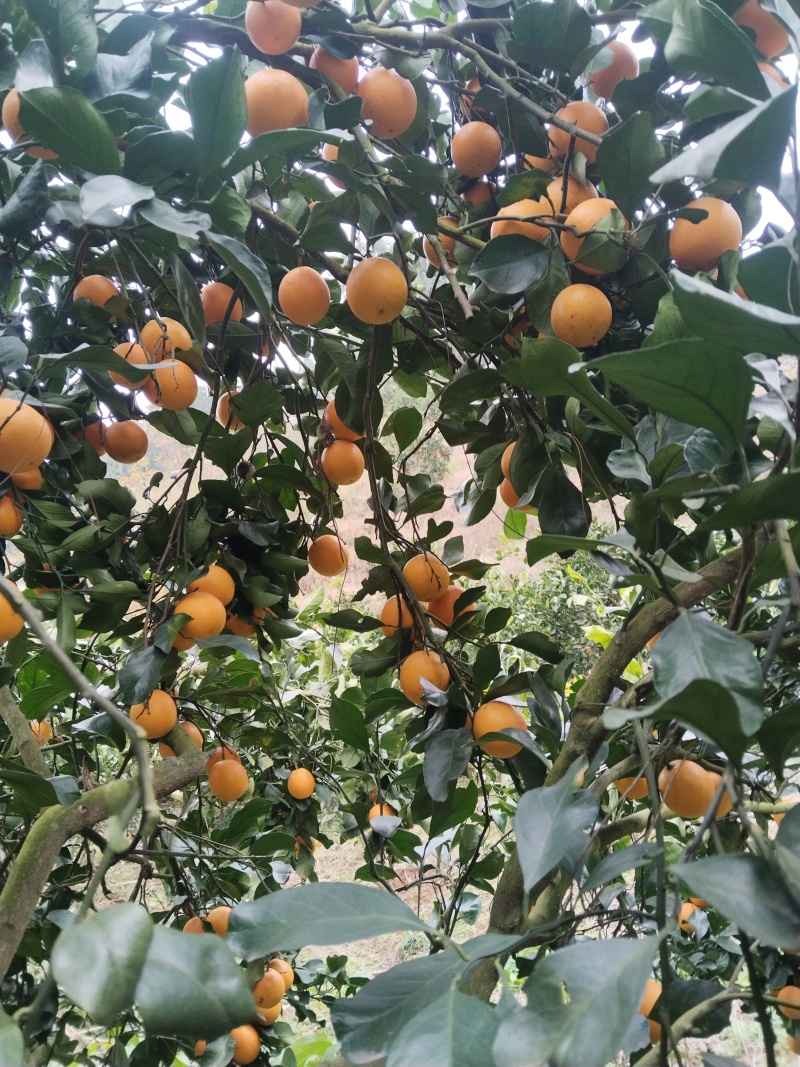 正宗麻阳冰糖橙