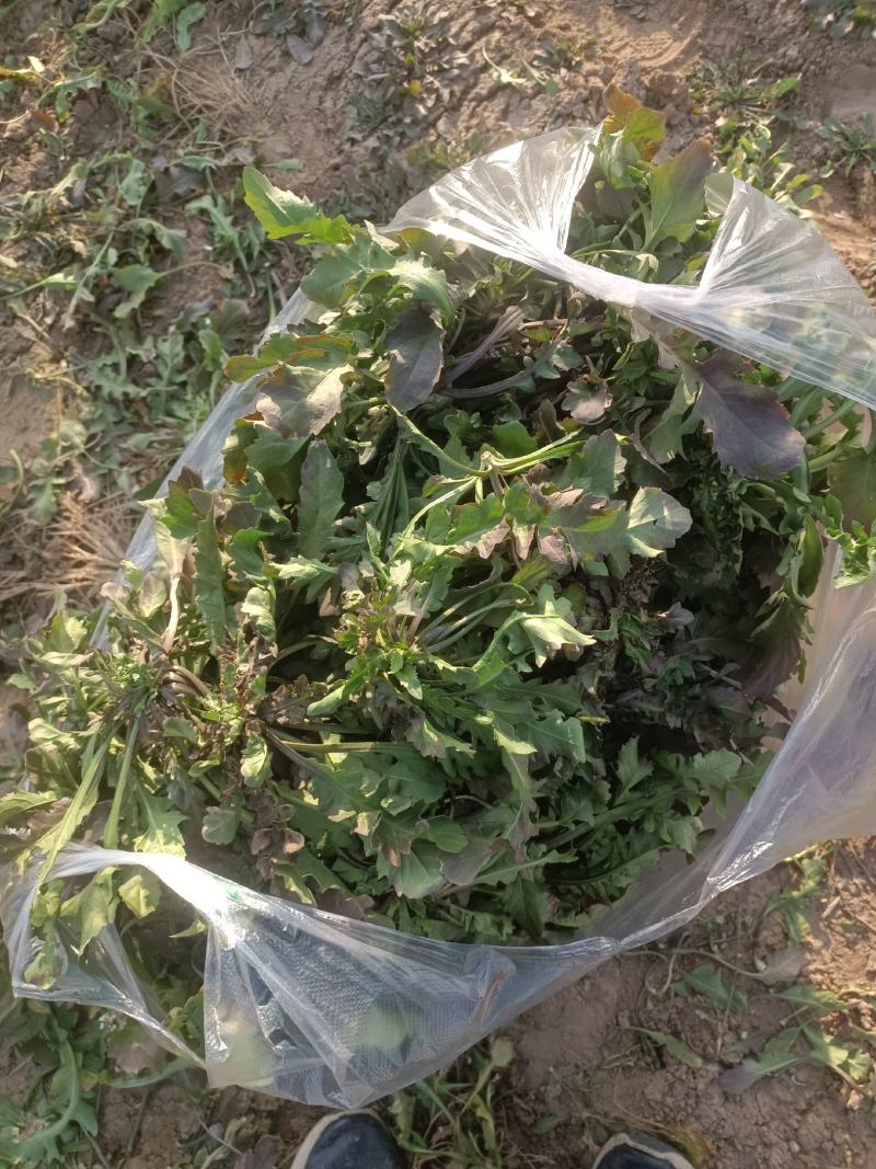 荠菜上市了批发市场平台货