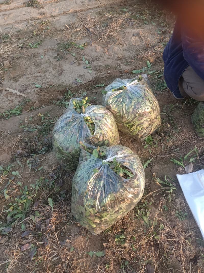 荠菜上市了批发市场平台货