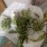 荠菜上市了批发市场平台货