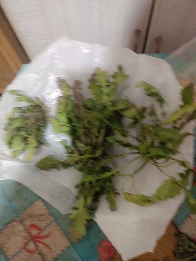 荠菜上市了批发市场平台货