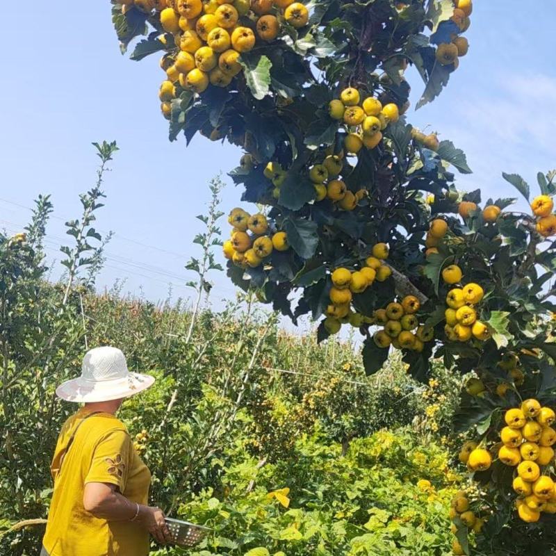 沂蒙优质黄山楂