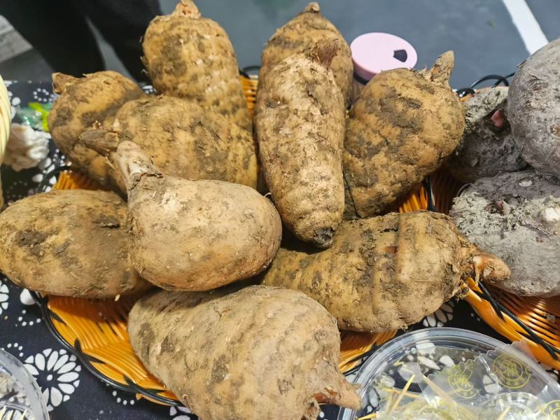 贵州大方天麻