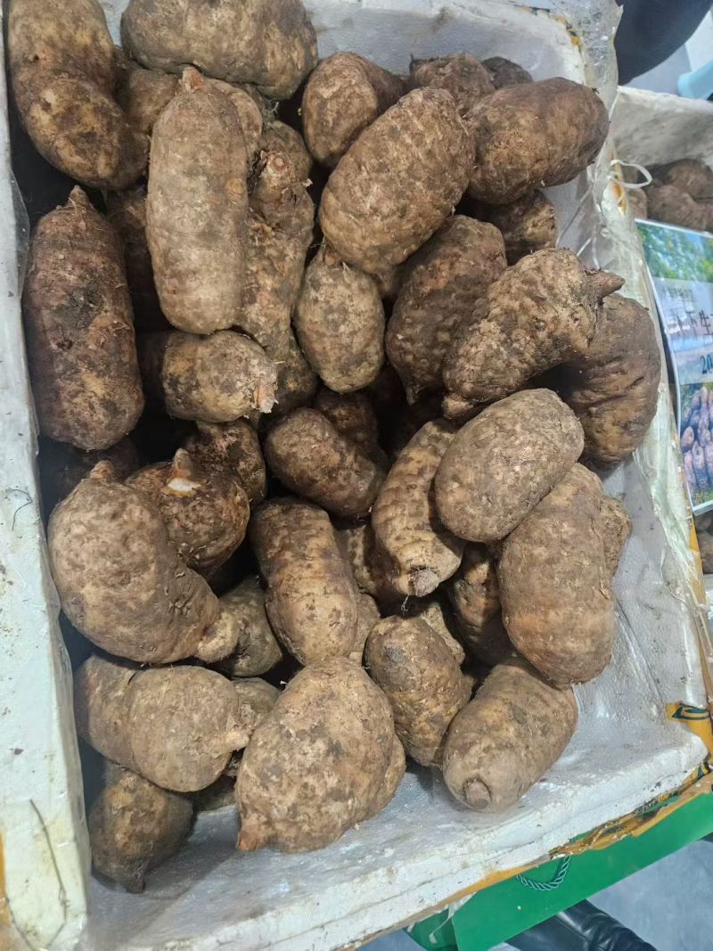 贵州大方天麻