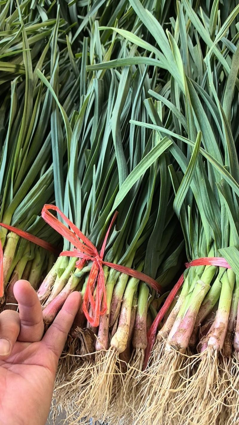 江苏丰县大棚红根蒜苗大量上市，大落价
