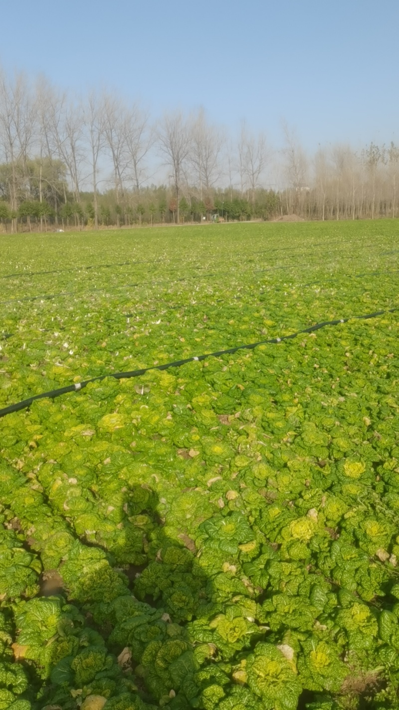 精品黄心乌塌菜，基地大量出售，农户一手货，量大管饱