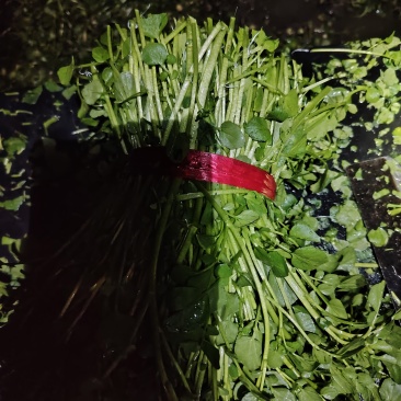广东省佛山市西洋菜