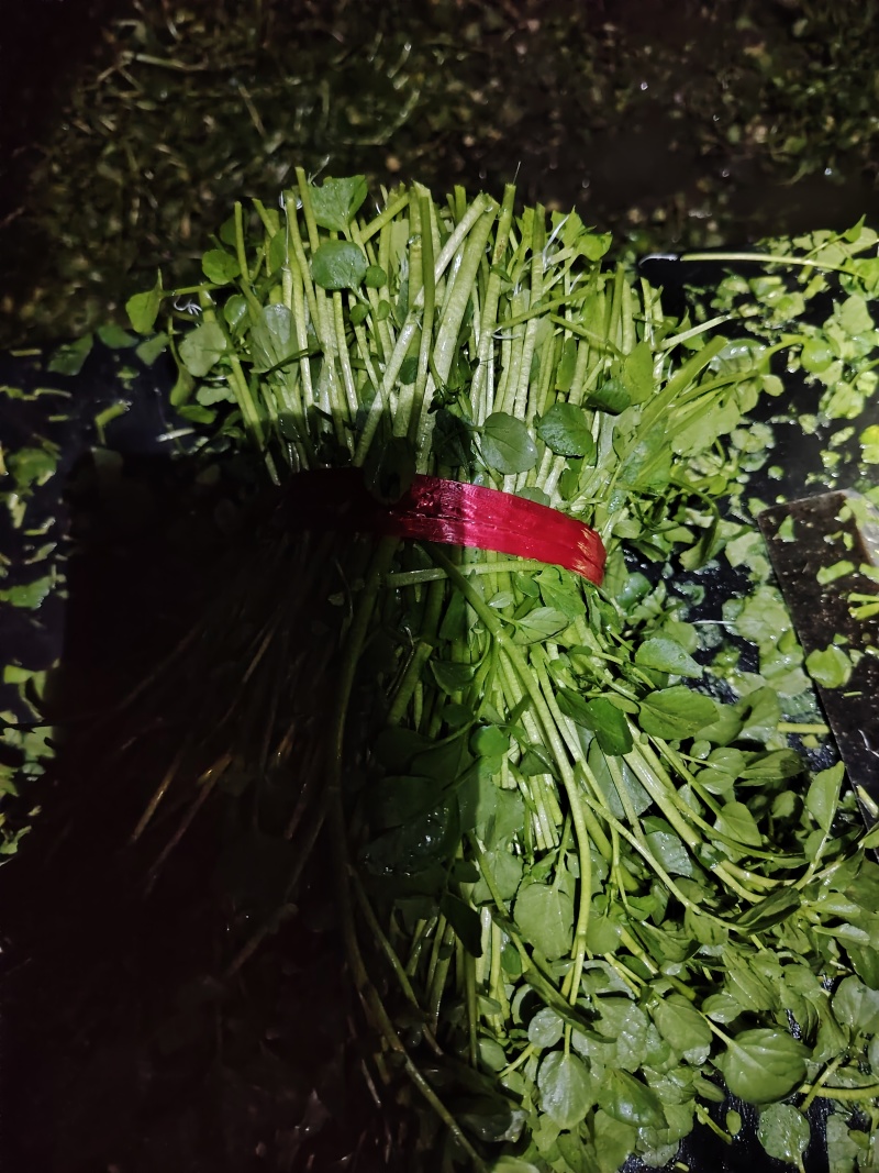 广东省佛山市西洋菜