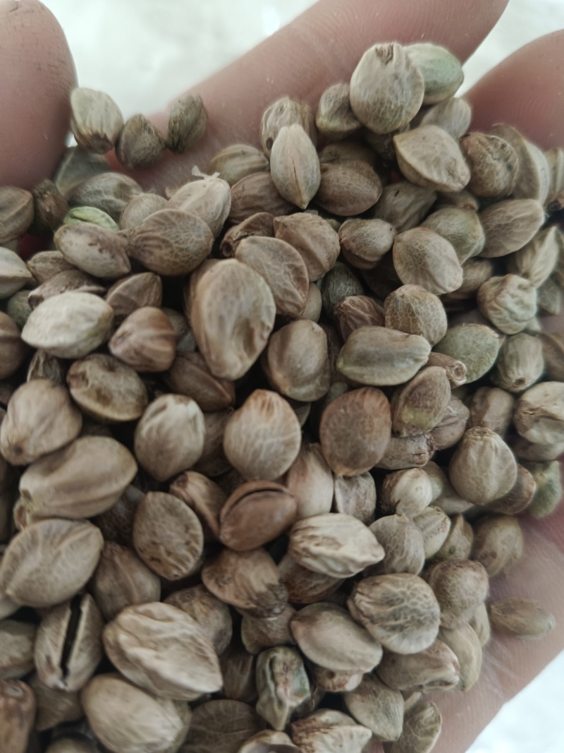 精品大麻子，
