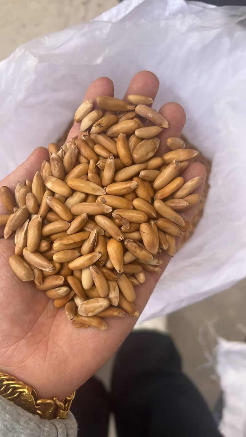 今年新货每天6000斤支持电商一件代发和线下批发商直发