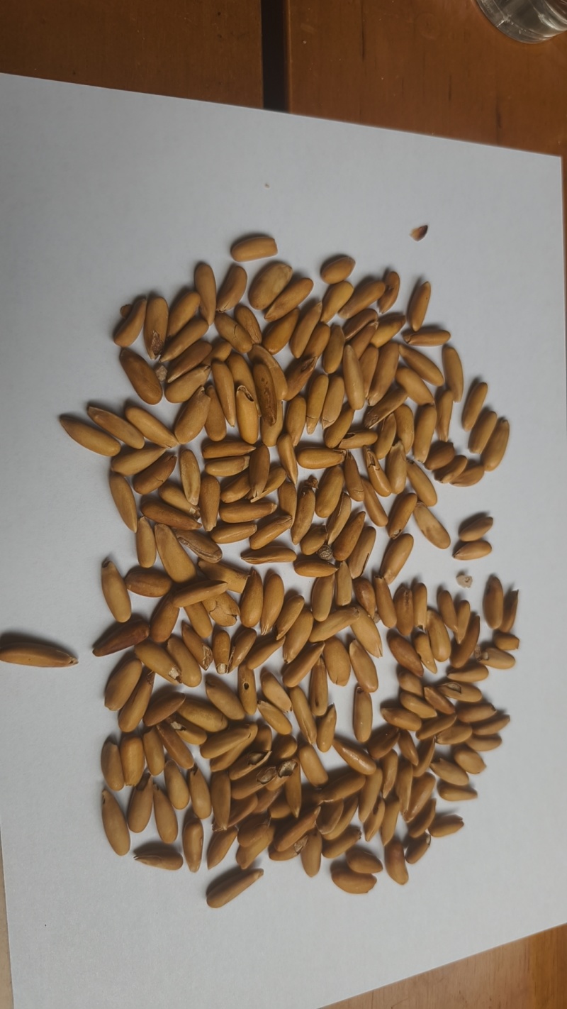 今年新货每天6000斤支持电商一件代发和线下批发商直发