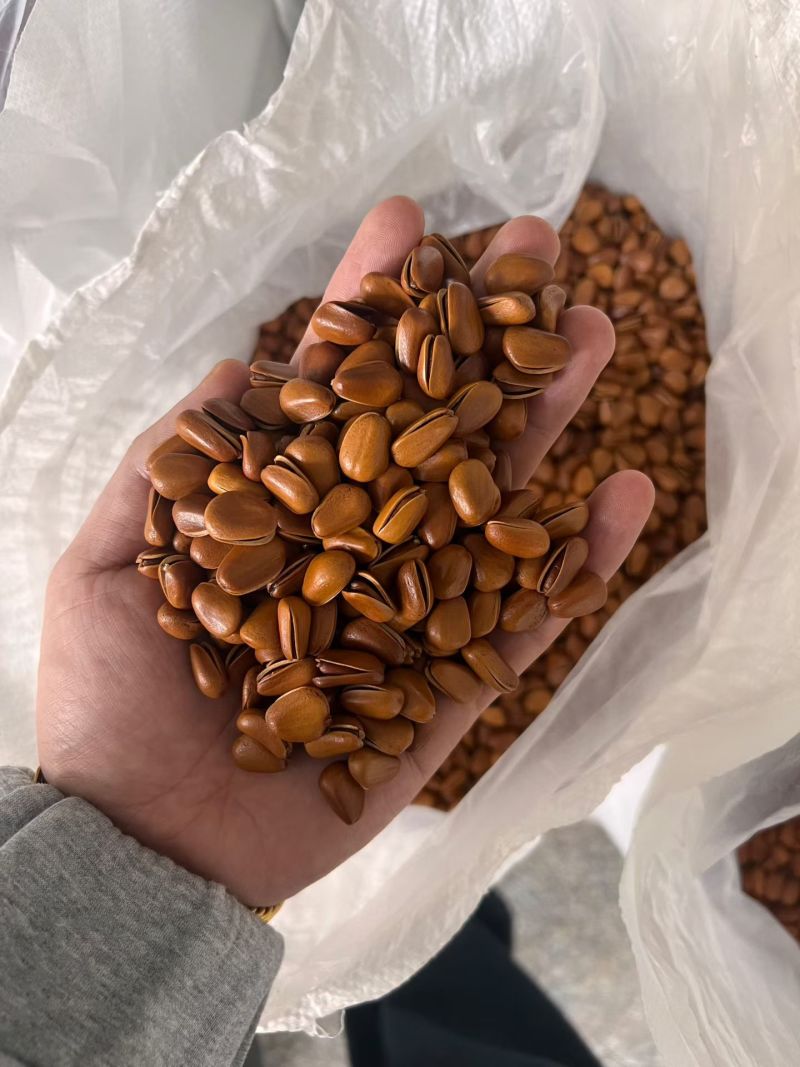 今年新货每天6000斤支持电商一件代发和线下批发商直发