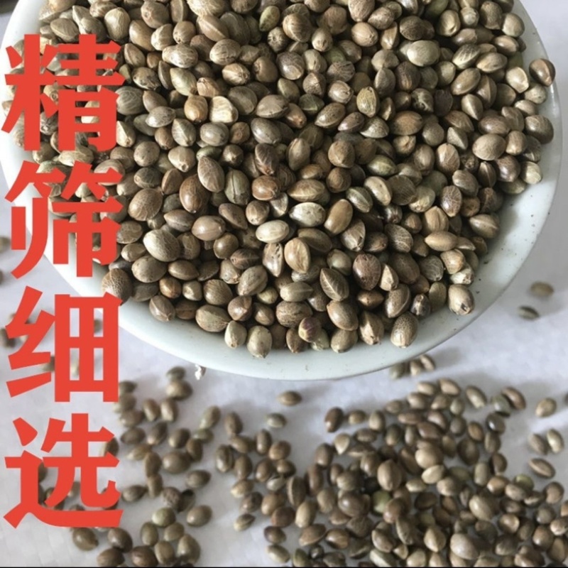 火麻仁中药材大粒火麻仁籽药大全批发零售货真价实