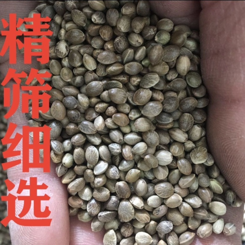 火麻仁中药材大粒火麻仁籽药大全批发零售货真价实