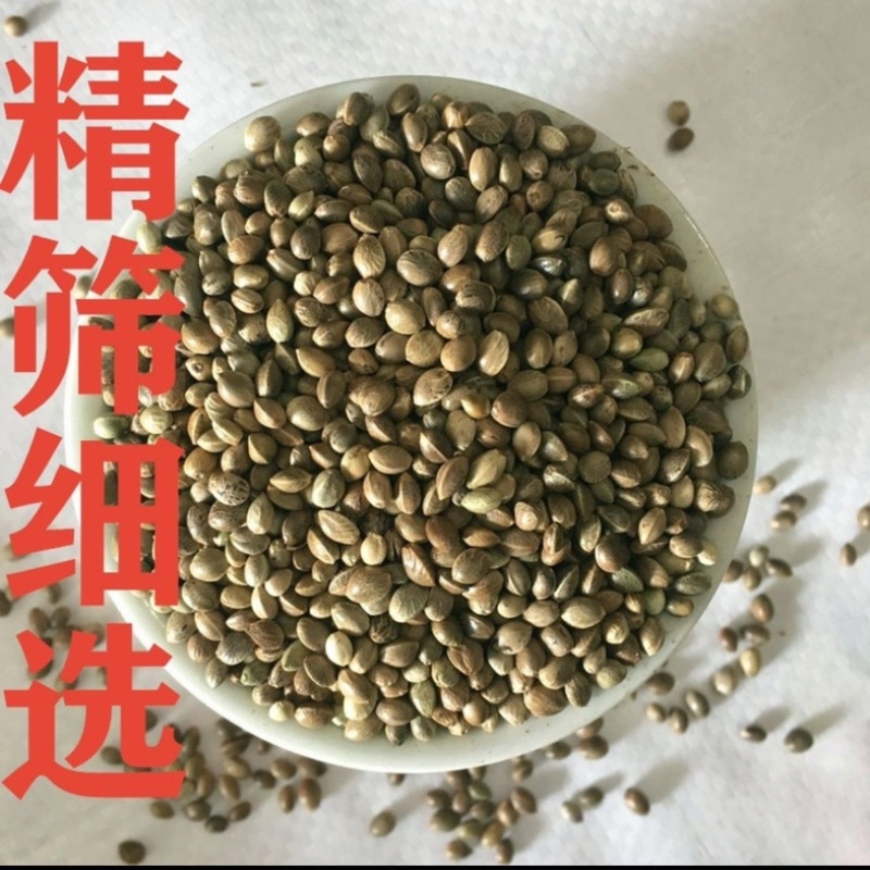 火麻仁中药材大粒火麻仁籽药大全批发零售货真价实