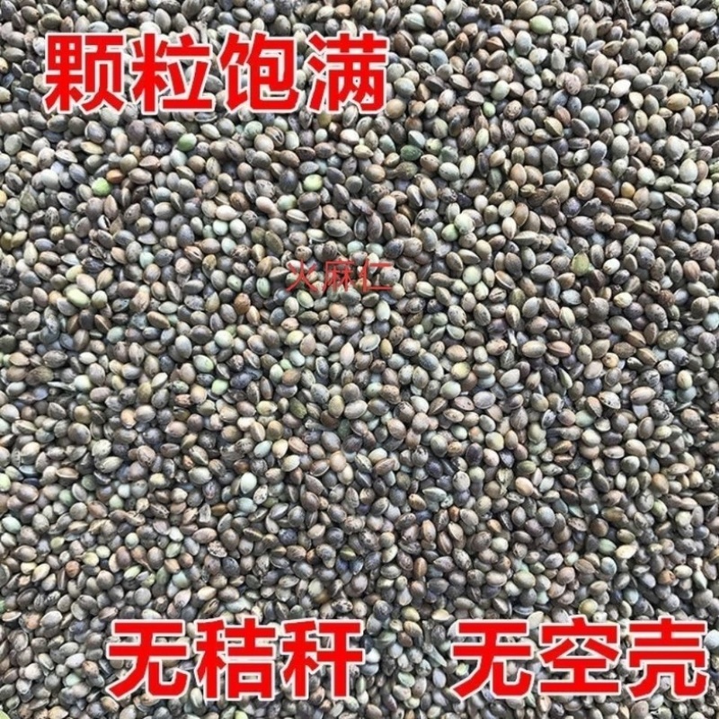 火麻仁中药材大粒火麻仁籽药大全批发零售货真价实