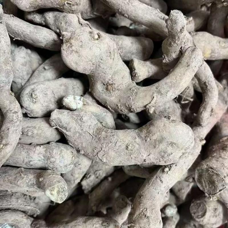 魔芋种子鄂魔一号杂交魔芋一代种子产地直发一条龙服务
