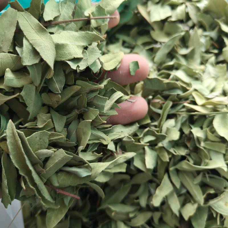 罗布麻实物拍摄祥泰药材栈中药材批发零售实物拍摄量多从优