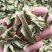 罗布麻实物拍摄祥泰药材栈中药材批发零售实物拍摄量多从优