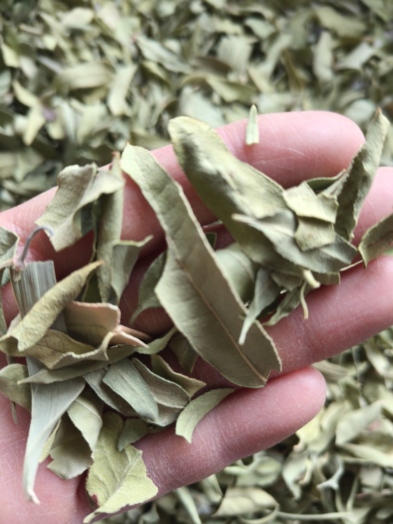 罗布麻实物拍摄祥泰药材栈中药材批发零售实物拍摄量多从优