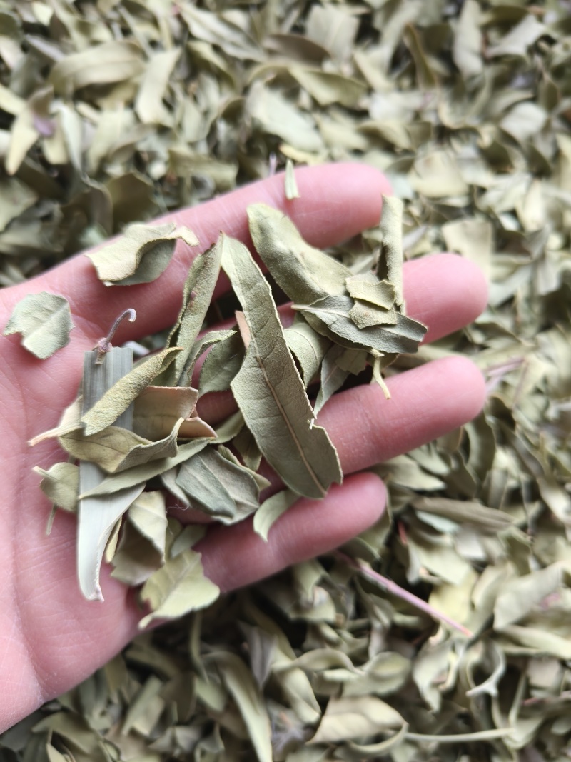 罗布麻实物拍摄祥泰药材栈中药材批发零售实物拍摄量多从优
