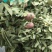 罗布麻实物拍摄祥泰药材栈中药材批发零售实物拍摄量多从优